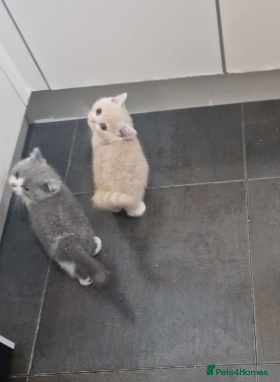 British Shorthair cats for sale: BEAUTIFUL BRITISH SHORTHAIR GCCF registered kitten - Image 16