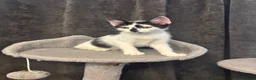 Mixed Breed cats for sale: 4 kittens 11 weeks old  - Advert 6