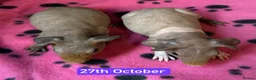Guinea Pig rodents for sale: Skinny/Guinea Pigs - Advert 5