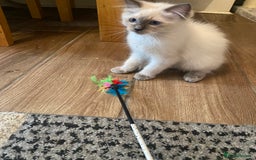 Ragdoll cats for sale: Gccf registered 2 boys left can deliver  - Image 16