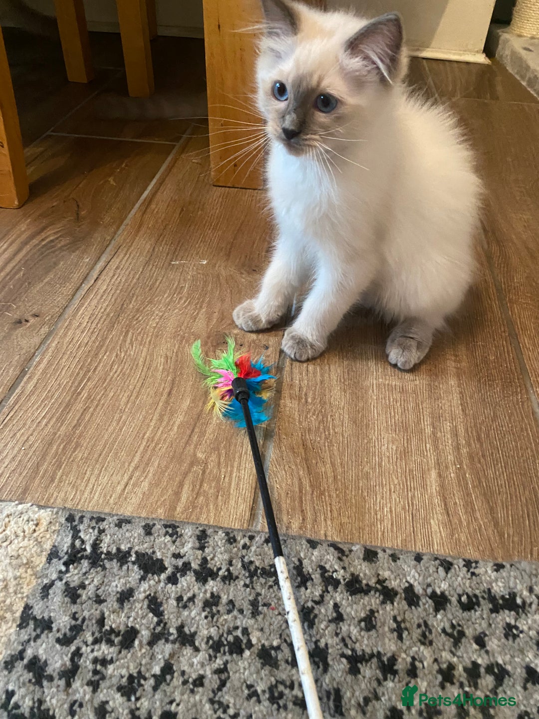Ragdoll cats for sale: Gccf registered 2 boys left can deliver  - Image 16