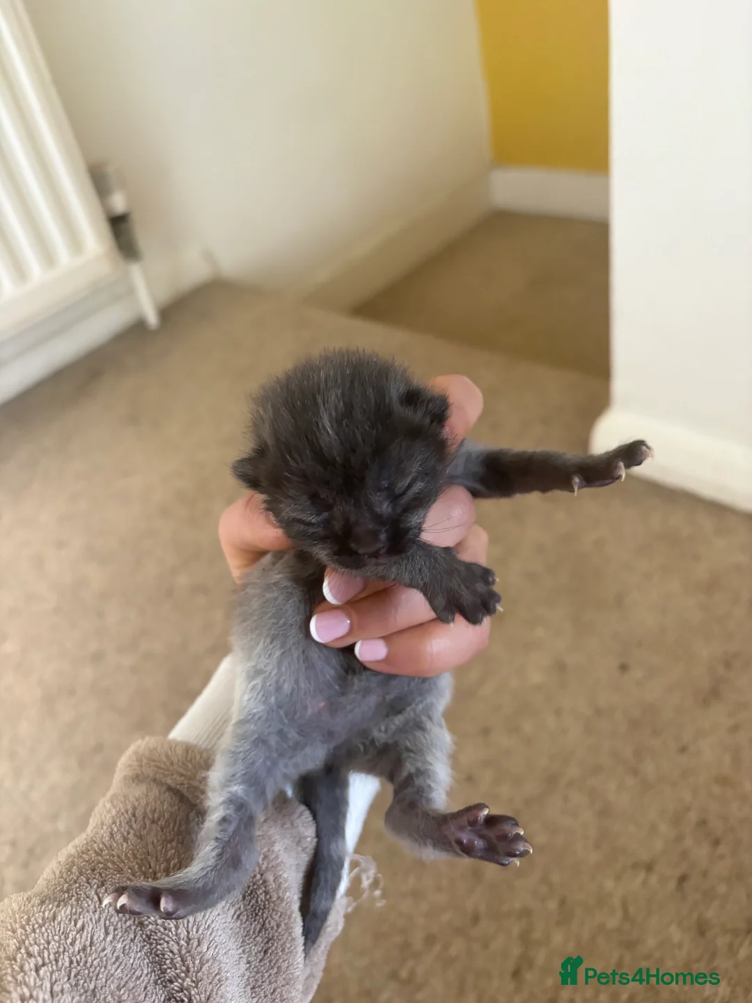 Mixed Breed cats for sale: 4 kittens for sale  - Advert 8
