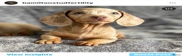 Dachshund dogs for stud: Dachshund (Miniature) Stud in Basildon - Advert 9
