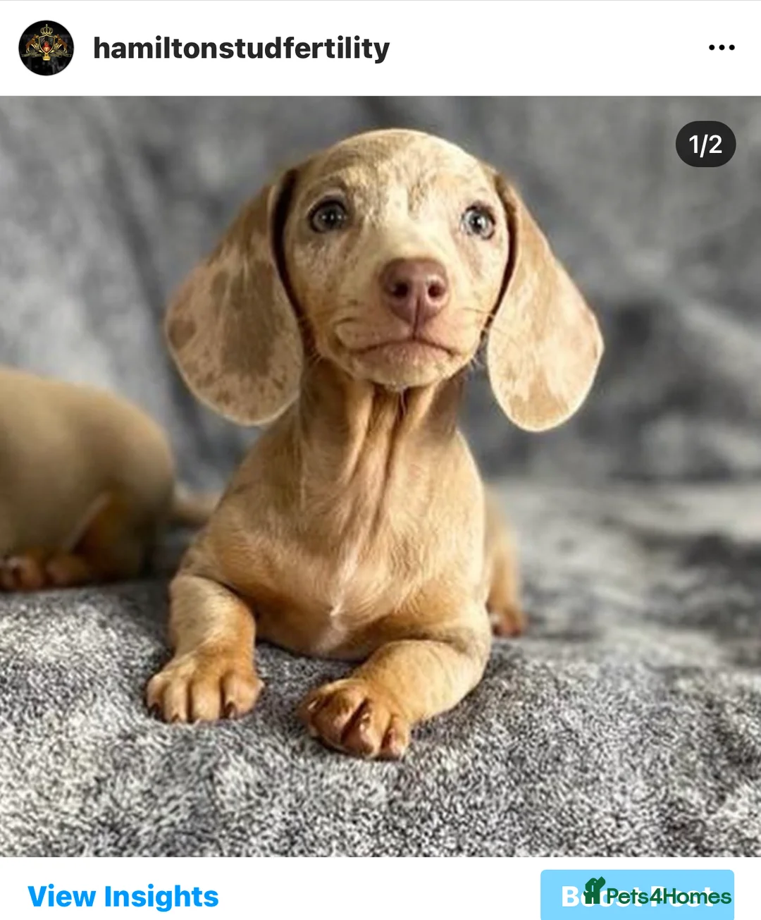 Dachshund dogs for stud: Dachshund (Miniature) Stud in Basildon - Advert 9