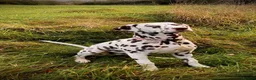 Dalmatian dogs for sale: Exceptional KC Liver Spotted Dalmatian Puppies in Worcester - Advert 25