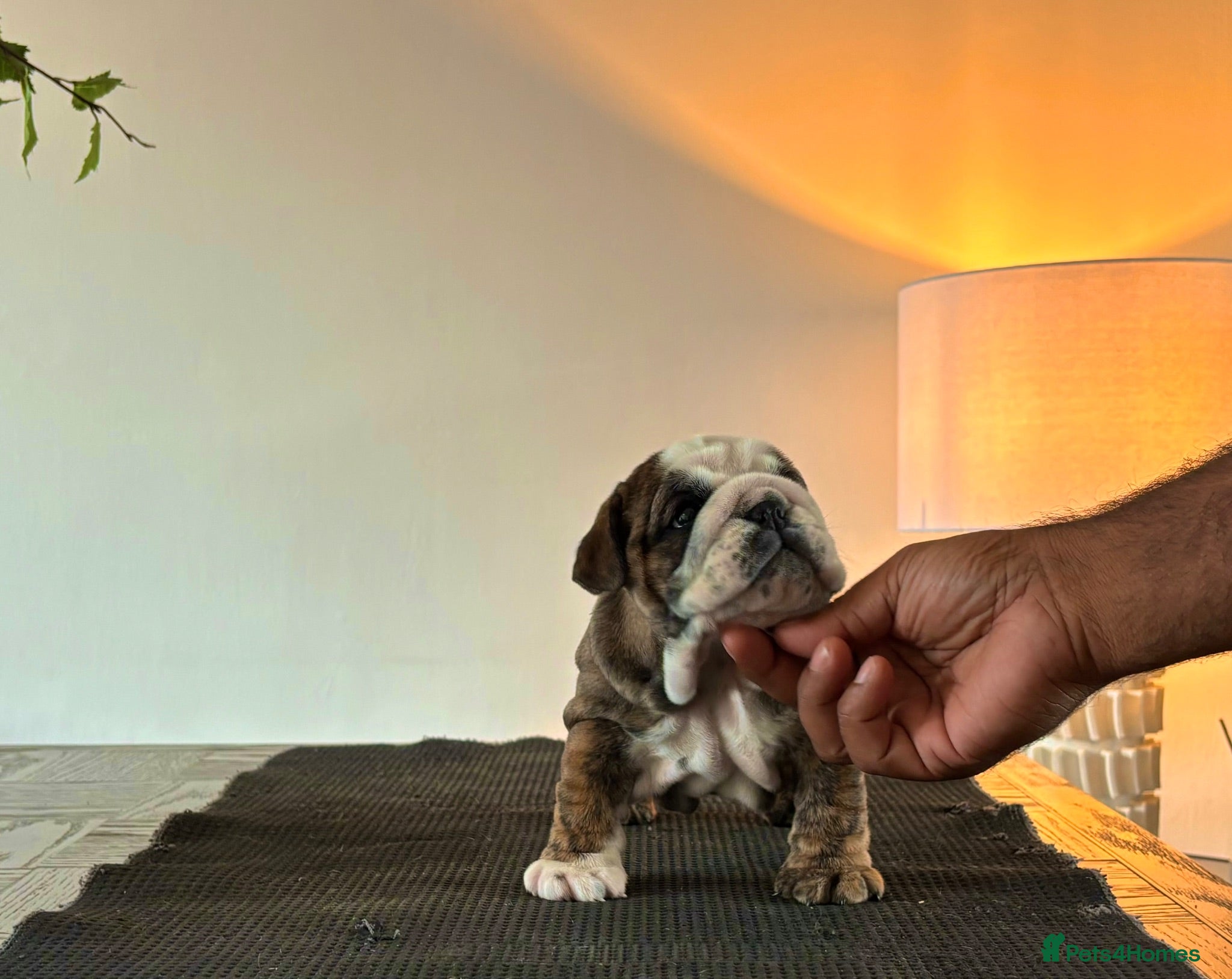 English Bulldog dogs Kc registered champion sired puppy’s  - Advert 2