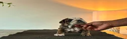 English Bulldog dogs for sale: Kc registered champion sired puppy’s  - Advert 2