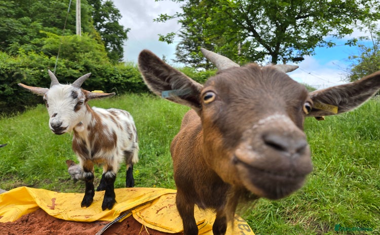 Goats livestock - Advert 1