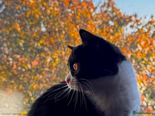 Domestic Shorthair cats - Advert 1