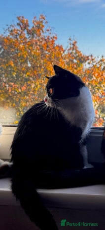 Domestic Shorthair cats - Advert 1