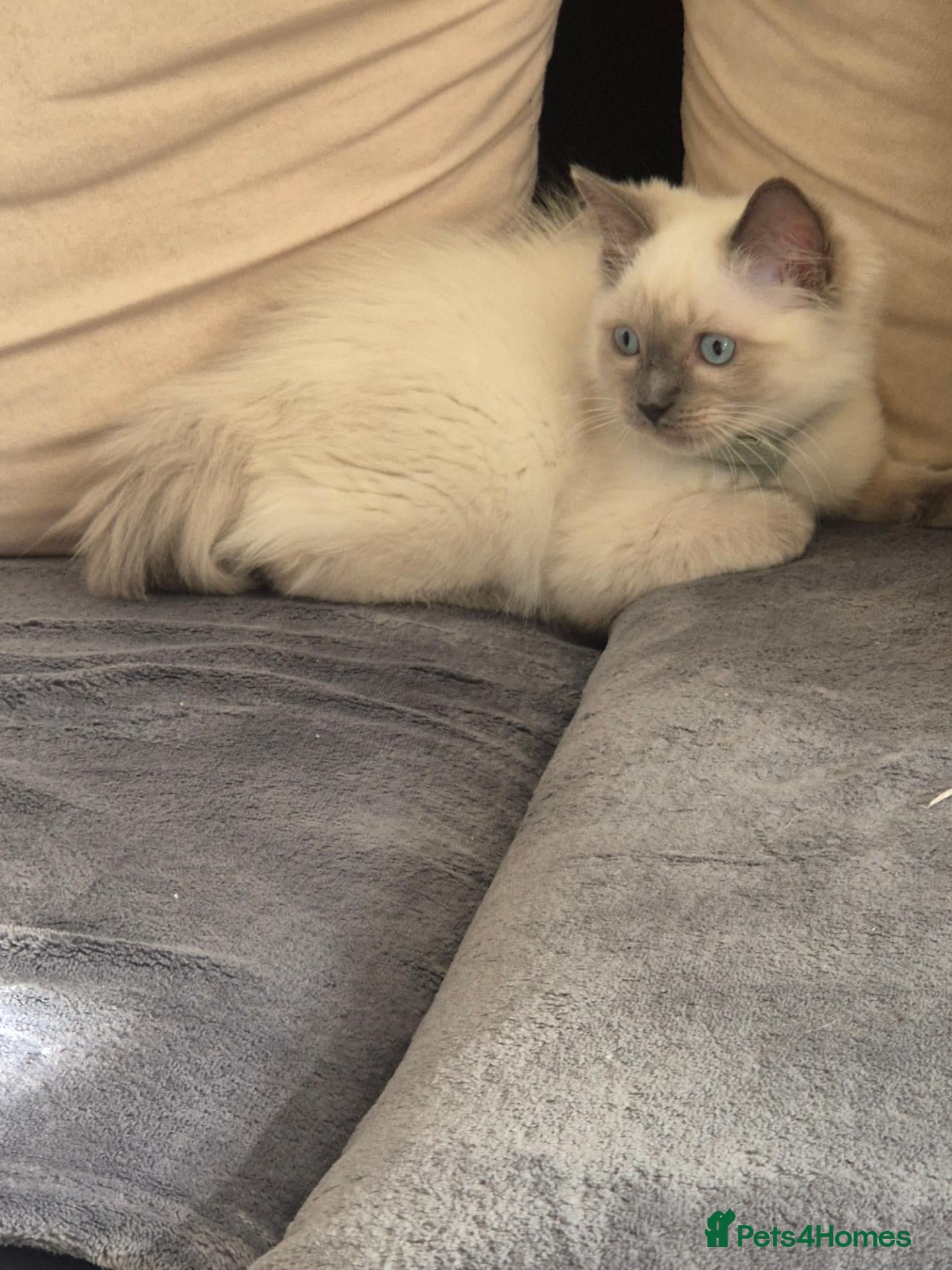Ragdoll cats 😻 Ragdoll Kitten Boy 😻 - Advert 2