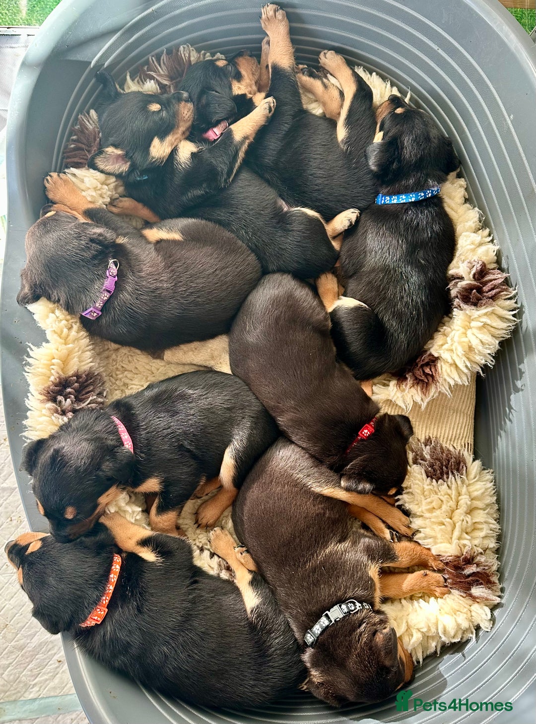 Australian Kelpie dogs for sale: Australian Kelpie Puppies - Advert 10
