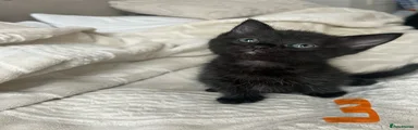 Mixed Breed Kitten 3