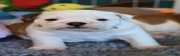 English Bulldog dogs for sale: Beautiful female English Bulldog  - Advert 4
