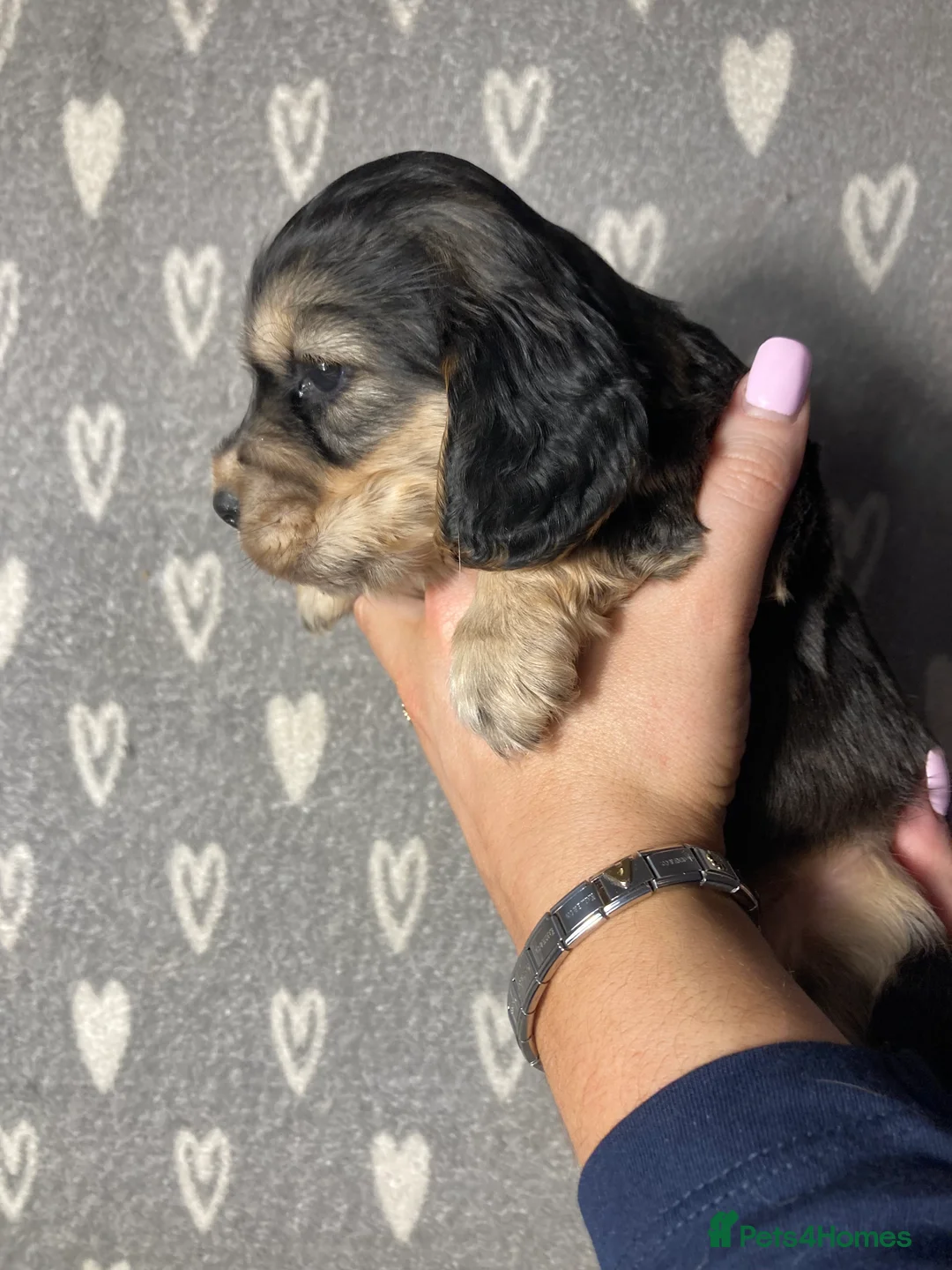 Cocker Spaniel dogs for sale: Show type cocker spaniels  - Advert 9