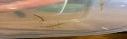Stick Insects invertebrates for sale: Stick Insects - Green Indian in Swindon - Advert 3