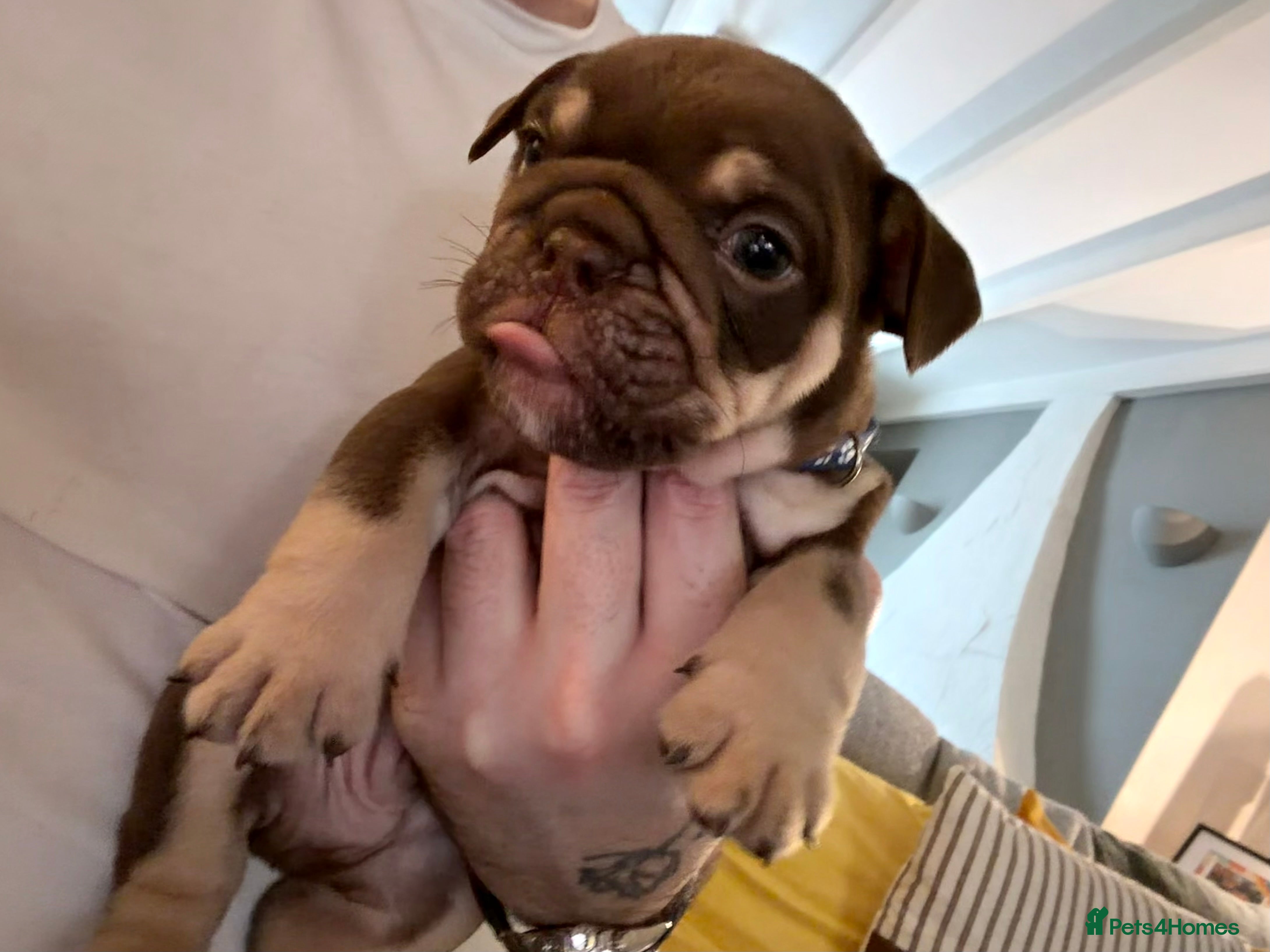 English Bulldog dogs 🏆 Elite KC English Bulldog Puppies – Swansea 🏆 - Advert 7