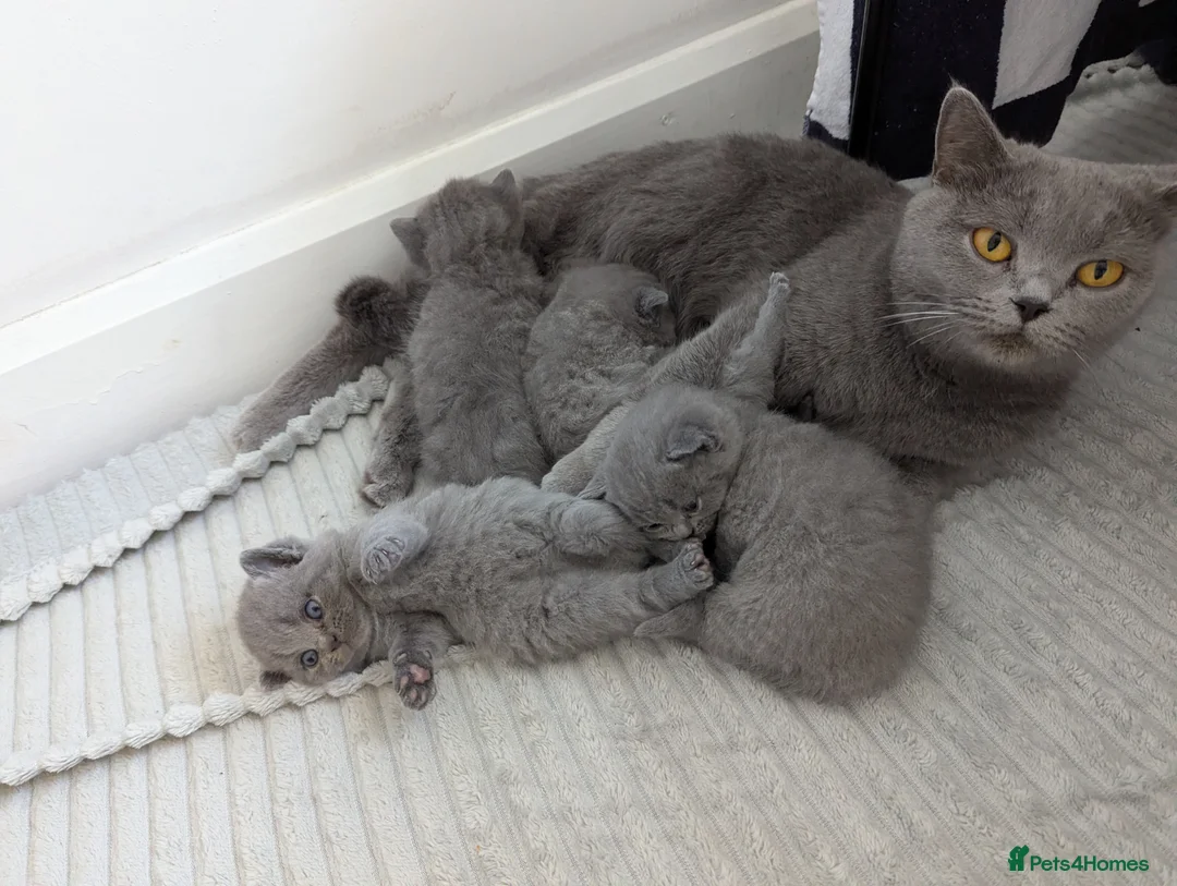 British Shorthair cats for sale: Champion purebred British Shorthairs  - Advert 8