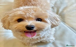 Maltipoo dogs for sale: Gorgeous Girl Ella 7 Months Old - Image 2