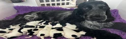 Cocker Spaniel dogs for sale: 6 month KC Show Lines Blue Roan  - Advert 2