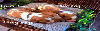 Cavalier King Charles Spaniel 2