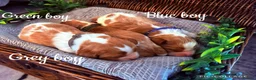Cavalier King Charles Spaniel dogs for sale: HEALTH TESTED CLEAR cavalier puppies  - Advert 3