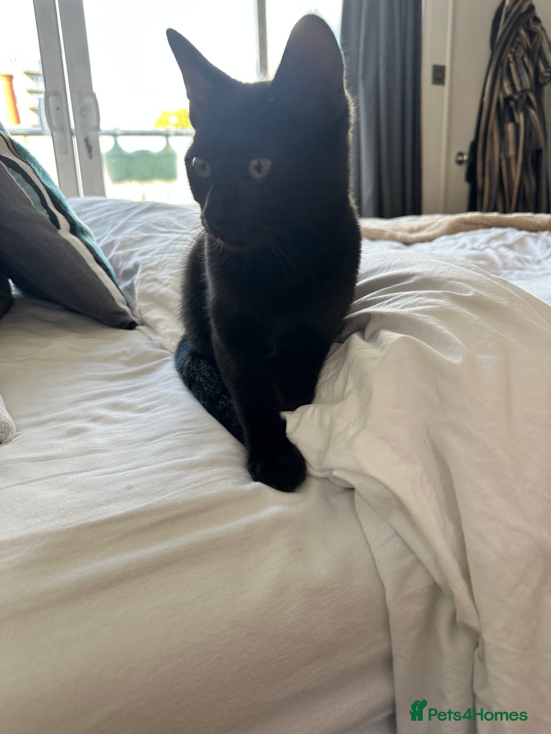 Mixed Breed cats for sale: Black cat for sale - Image 4