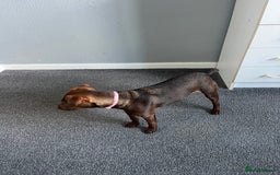 Patterdale Terrier dogs for sale: Female Patterdale Pup - Image 4