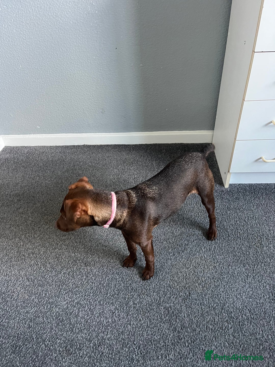 Patterdale Terrier dogs for sale: Female Patterdale Pup - Image 4