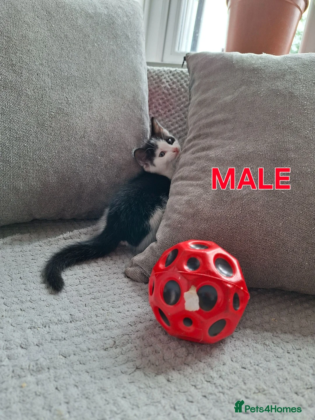 Mixed Breed cats for sale: Beautiful, Fully Litter-Trained Kittens Ready Now - Advert 2