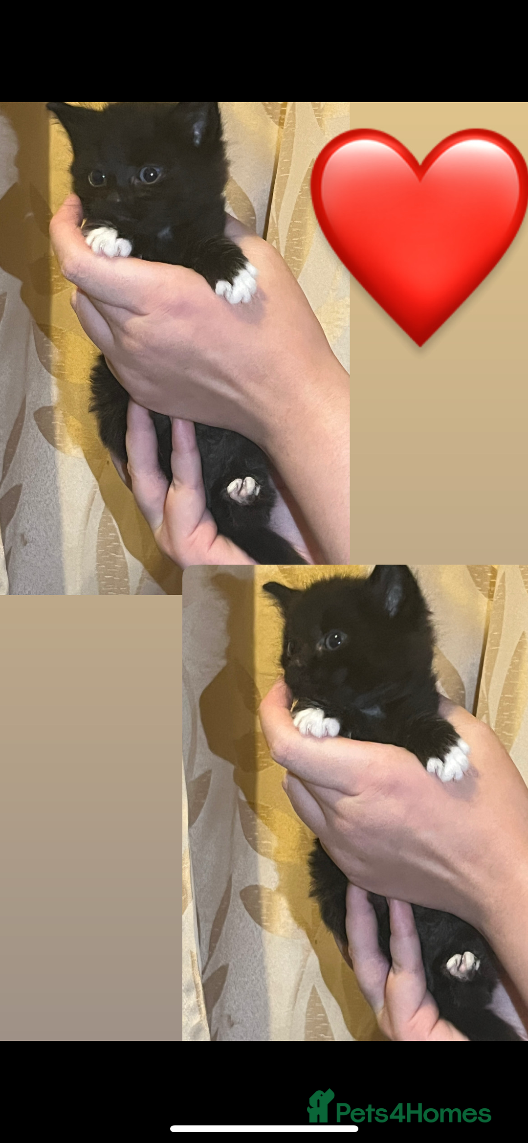 Mixed Breed cats for sale: Gorgeous kittens available  - Image 2
