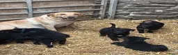 Borador dogs for sale: Superb Collie x Labrador Puppies - Advert 6