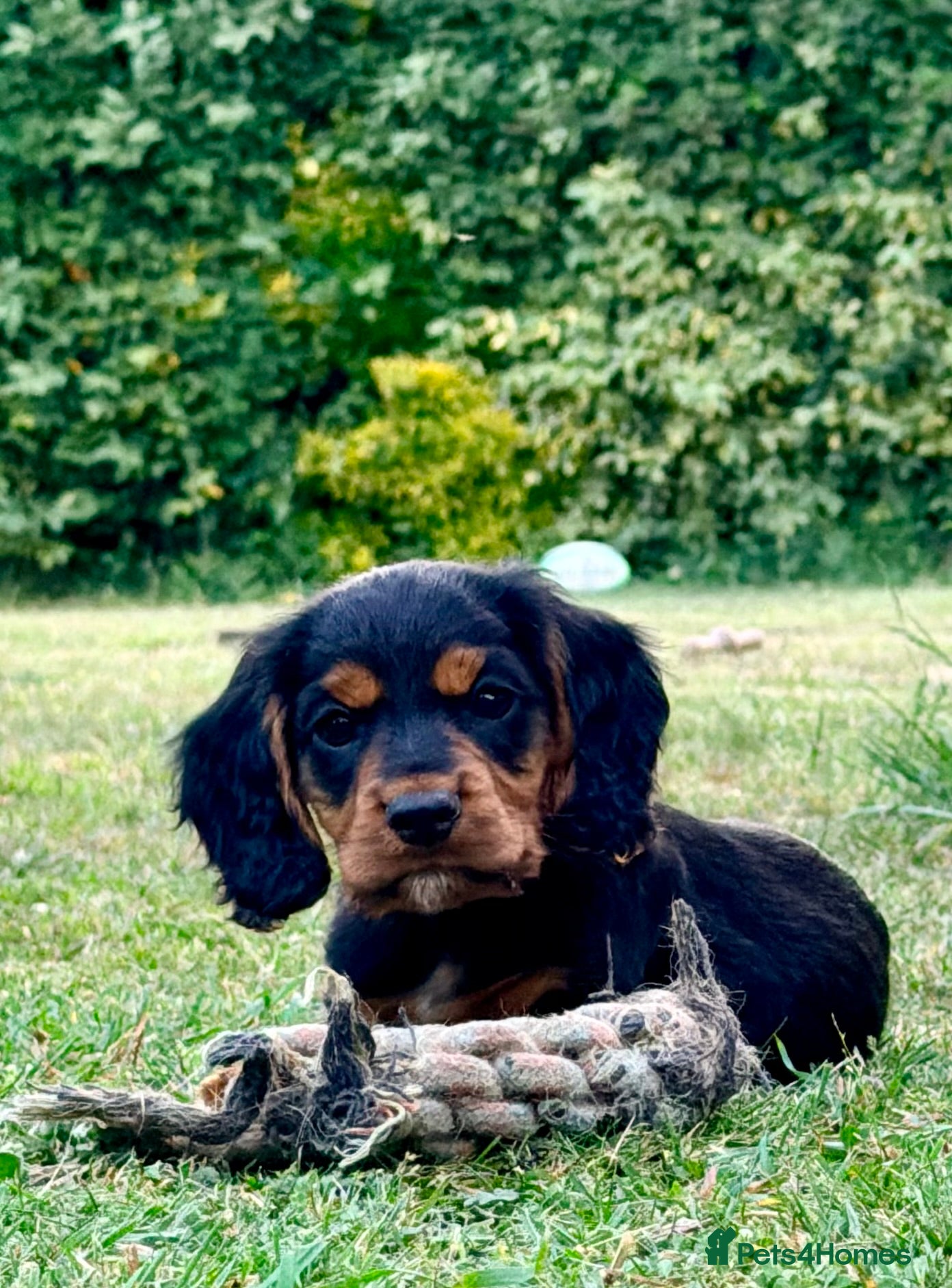 Cocker Spaniel dogs Stunning kc cocker spaniels - puppy culture raised - Advert 1