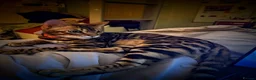Bengal cats for sale: ❤️⭐️ Exceptional Bengal Male ⭐️❤️ - Advert 6