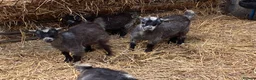 Goats livestock for sale: 12 week old Pygmy weather kids  - Advert 4