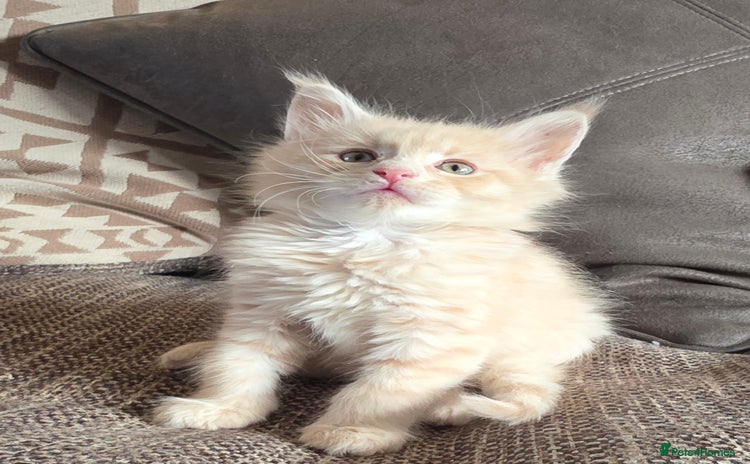 Maine Coon cats - Advert 11