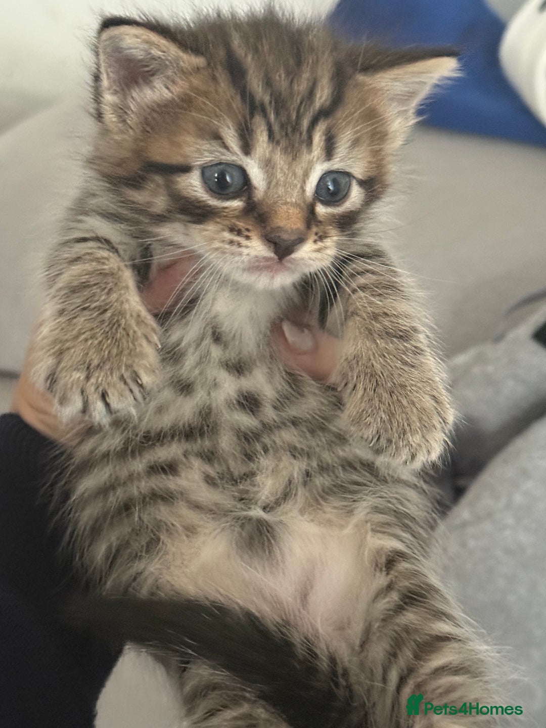 Mixed Breed cats for sale: Baby ready to go - Image 4
