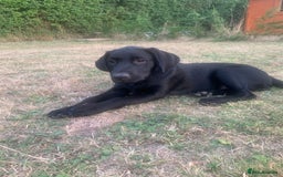 Labrador Retriever dogs for sale: KC Labrador puppy 🐾 - Image 5