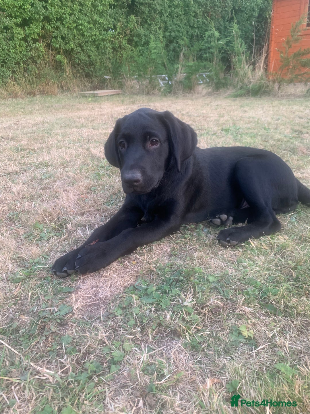 Labrador Retriever dogs for sale: KC Labrador puppy 🐾 - Image 5