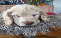 Clumber Spaniel dogs for sale: ***sold pending collection ***Clumber spaniel KC  - Image 4