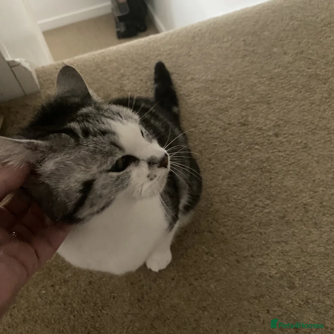 Mixed Breed cats for adoption: A petite, affectionate lap cat - Advert 3