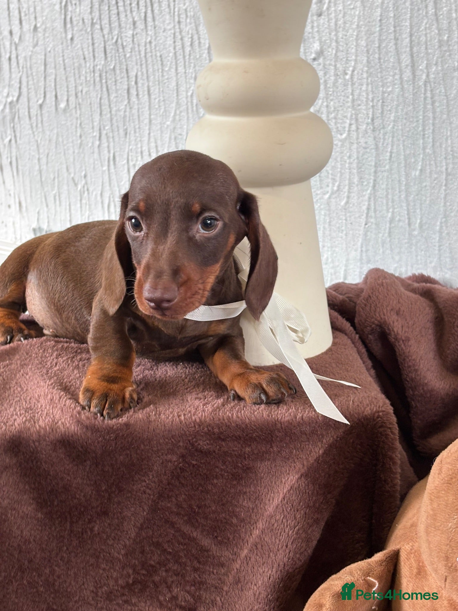 Miniature Dachshund dogs 🐶😍Miniature dachshund Puppies😍🐶 - Advert 1