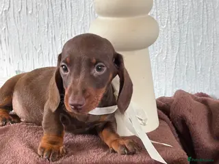 Miniature Dachshund dogs 🐶😍Miniature dachshund Puppies😍🐶 - Advert 1