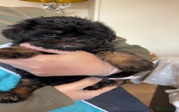 Griffon Bruxellois dogs for sale: Exceptionally confident beautys - Image 5