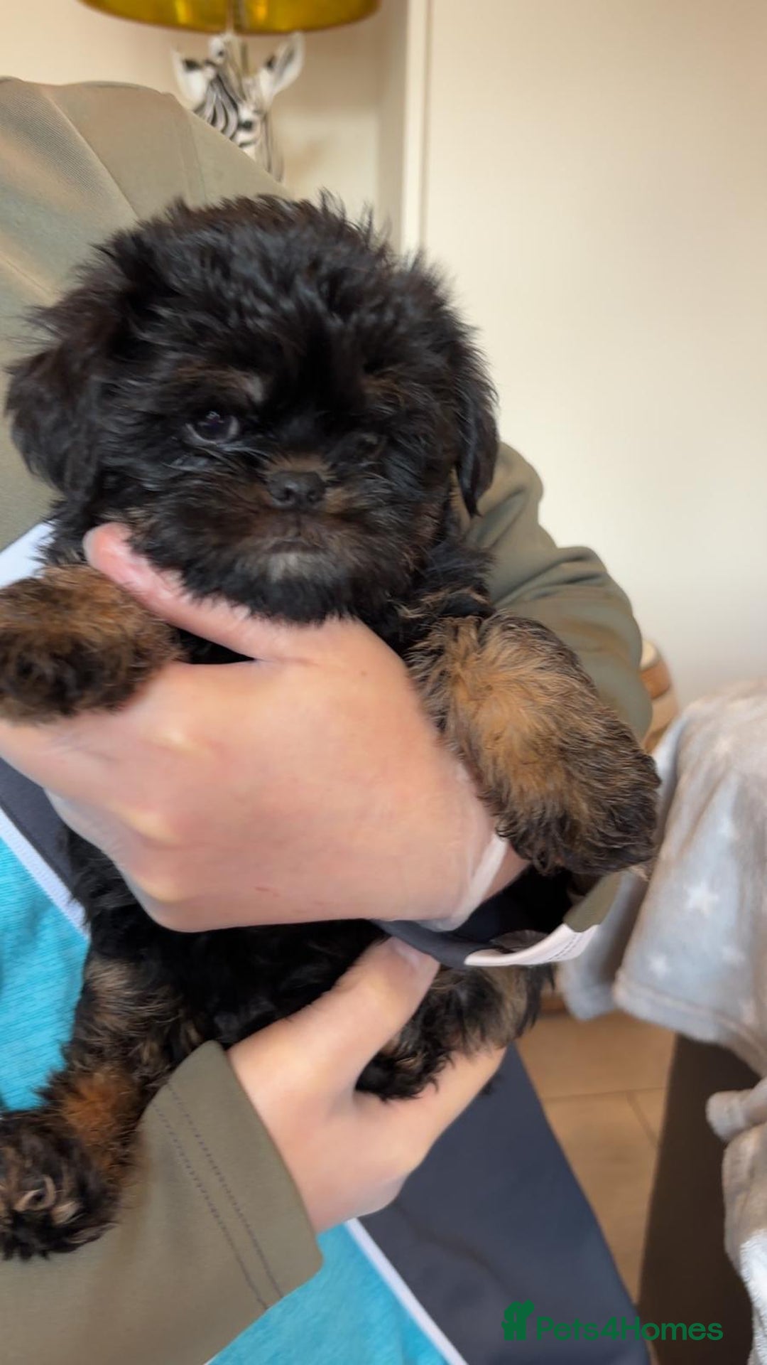 Griffon Bruxellois dogs for sale: Exceptionally confident beautys - Image 5