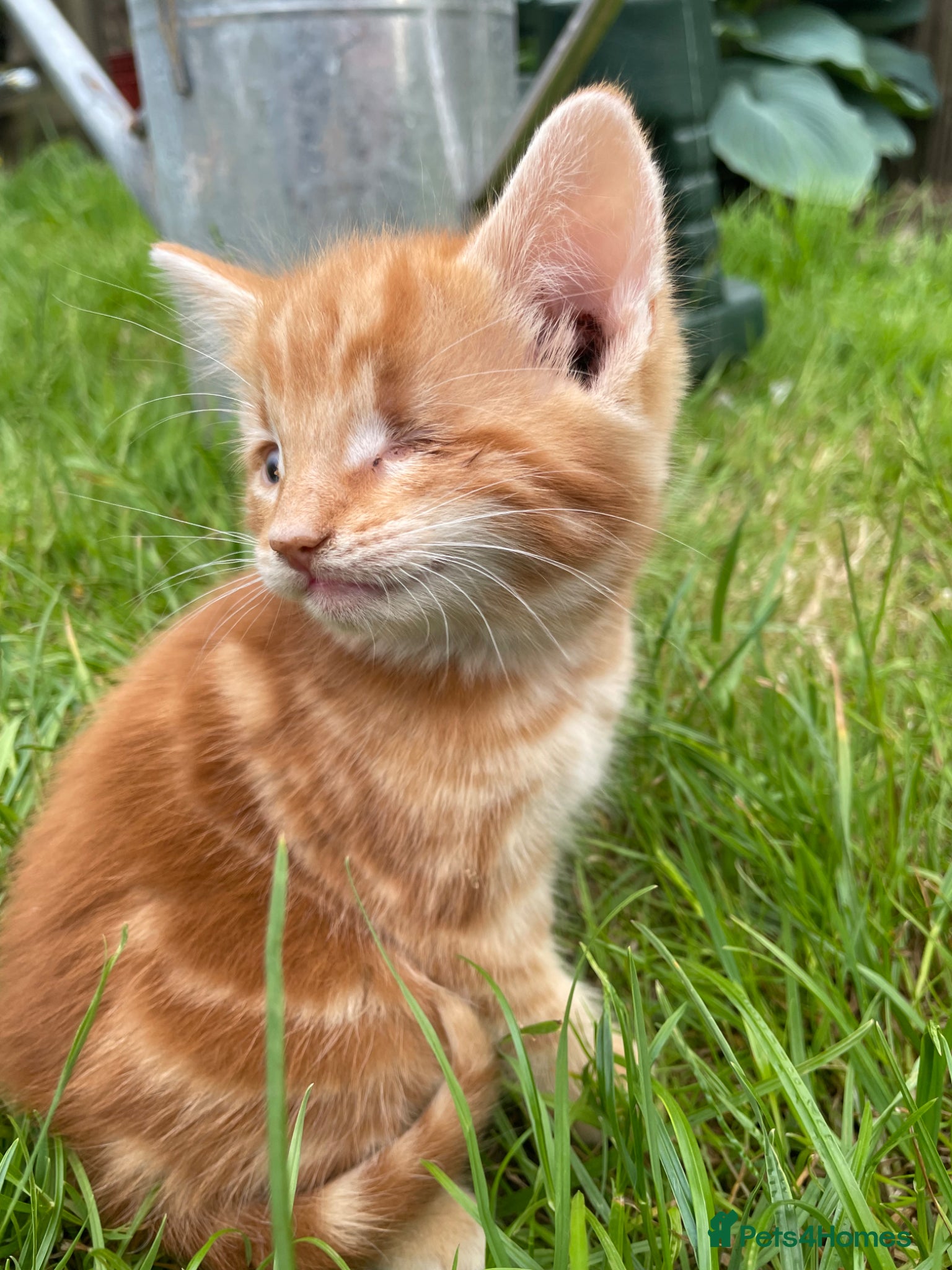 Domestic Shorthair cats for sale: 3 playful male kittens  - Advert 9