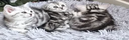 Scottish Fold cats for sale: Scottish Fold & Straight Kittens–Silver Tabby - Advert 12
