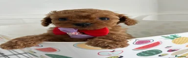 Cavapoo Puppy 1