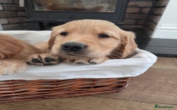Golden Retriever dogs for sale: 🧡 dark red working Golden Retriever puppies 🧡 - Image 4