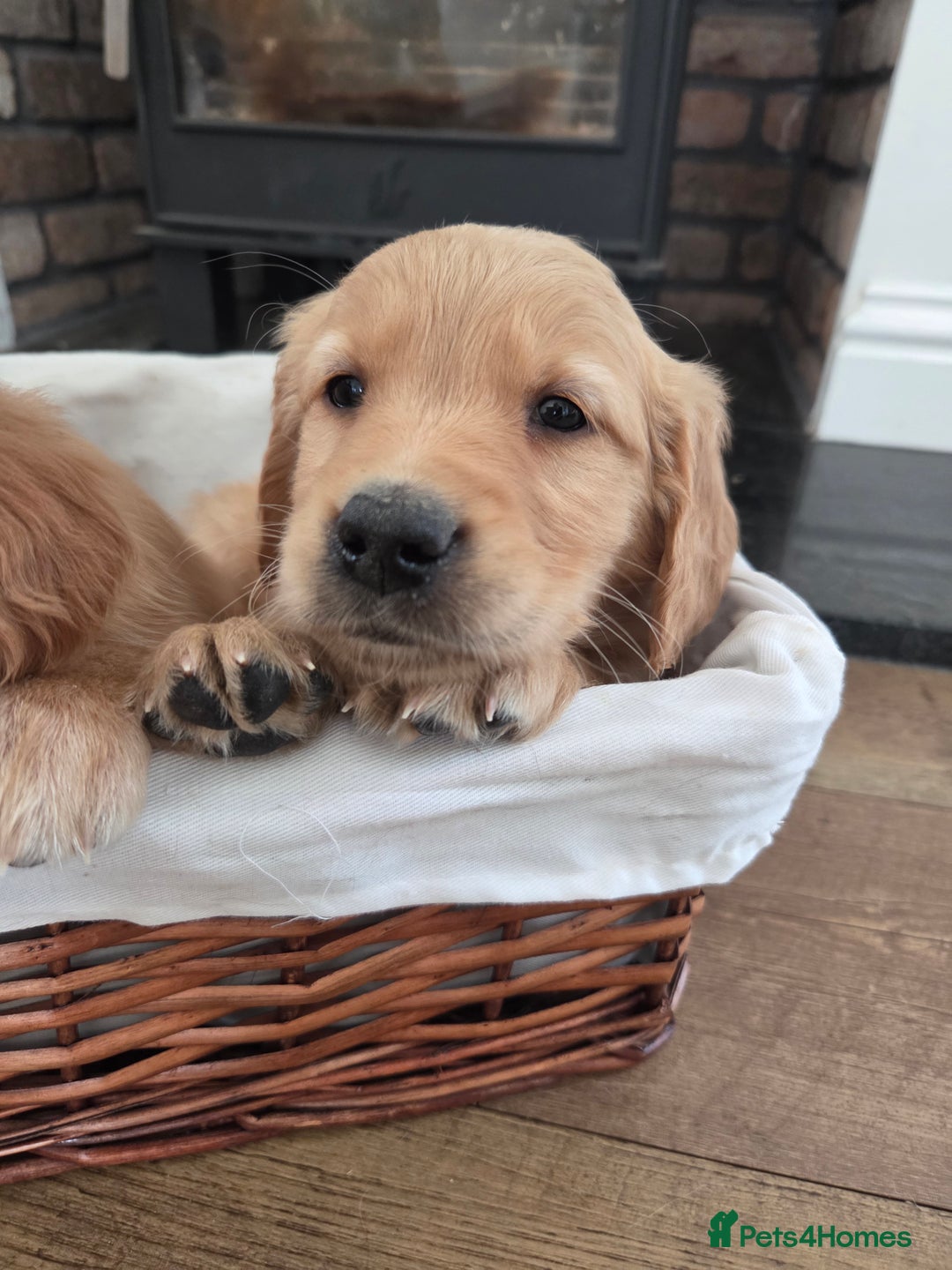 Golden Retriever dogs for sale: 🧡 dark red working Golden Retriever puppies 🧡 - Image 4